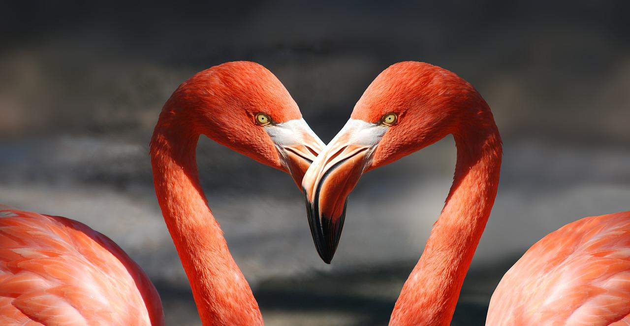 L55; Q;https://pixabay.com/de/photos/flamingo-valentin-herz-valentinstag-600205/